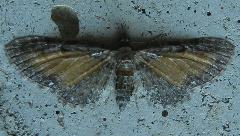 Eupithecia icterata - Geometridae........dal Trentino
